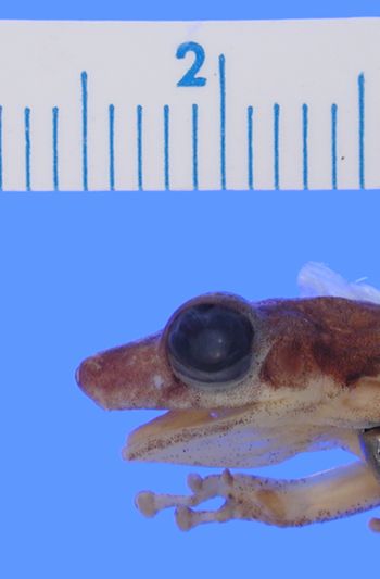 Media type: image; Herpetology A-82390